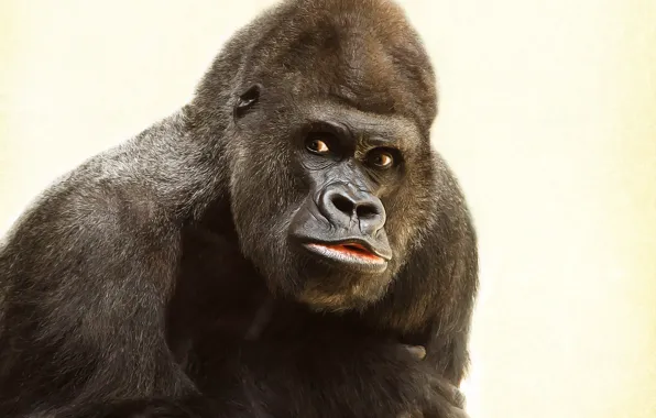 Картинка animal, wildlife, gorilla-