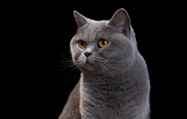 Кошка, кот, взгляд, серый, портрет, черный фон, смотрит, мордаха