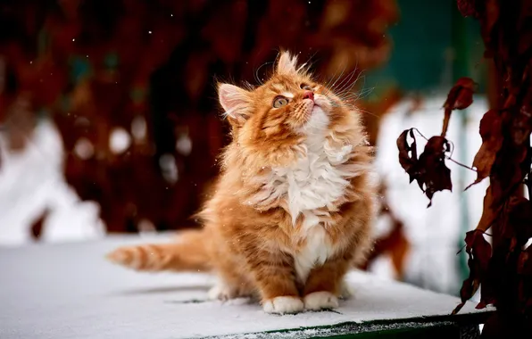 Кошка, кот, снег, рыжая, пушистая