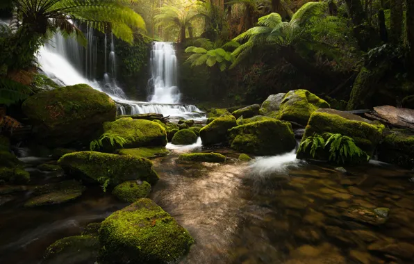 Картинка природа, река, камни, водопад, джунгли, Тасмания
