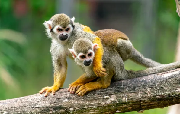 Couple, amazon, squirrel monkey