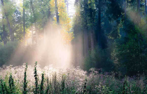 Картинка осень, лес, трава, лучи, свет, деревья