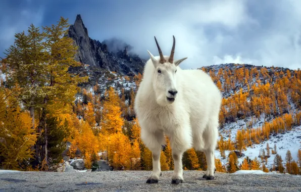 Картинка осень, горы, козёл, Пресайк Пик
