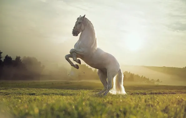 Картинка поле, закат, природа, животное, белая лошадь