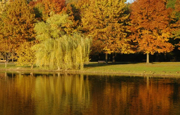 Картинка осень, вода, деревья, озеро, парк, листва, рябь, дорожка