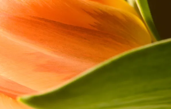 Картинка цветок, макро, цветы, оранжевый, лист, размытость, Тюльпан