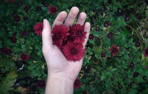 Green, colors, red, grass, flower, nature, flowers, autumn