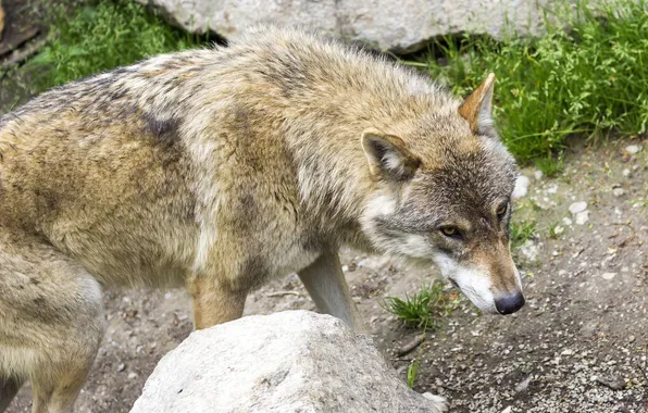 Nature, snow, predator, face, animal, wolf, wolves, wildlife