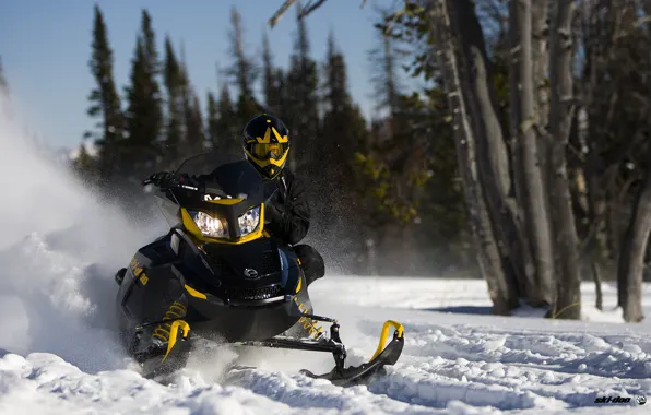 Деревья, Снег, Лес, Чёрный, Снегоход, Snowmobile, Ski-Doo, BRP