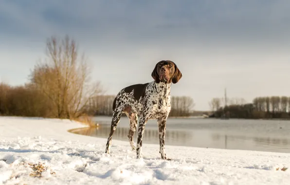 Картинка зима, небо, снег, озеро, собака, пойнтер