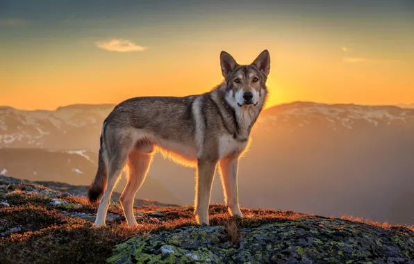 Взгляд, солнце, пейзаж, друг, собака, wolfdog