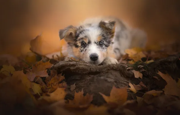 Картинка осень, взгляд, листья, щенок, мордашка, пёсик, Австралийская овчарка