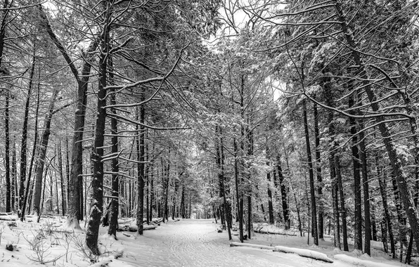 Картинка зима, лес, природа