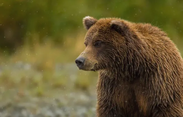 Bear, sitting, thick