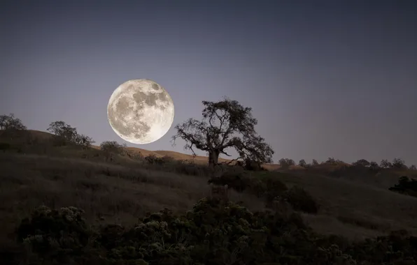 Картинка ночь, дерево, луна