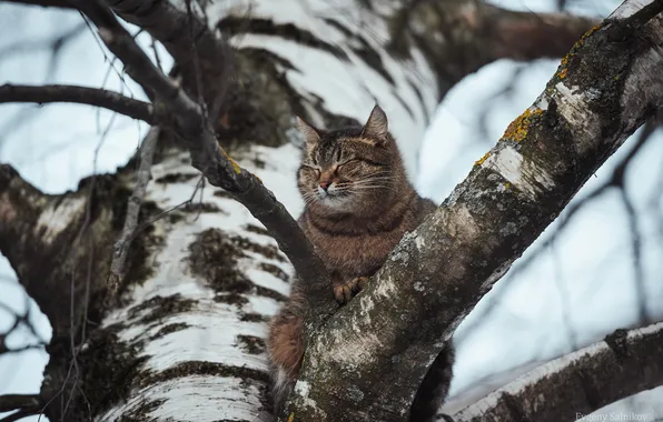Кот, берёза, на дереве, Евгений Сальников