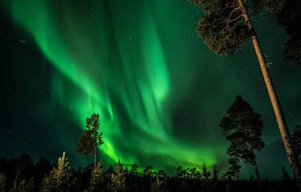 Картинка лес, небо, звезды, деревья, ночь, северное сияние, Финляндия