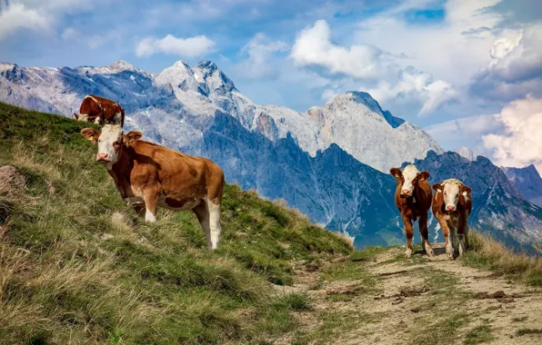 Горы, Австрия, коровы