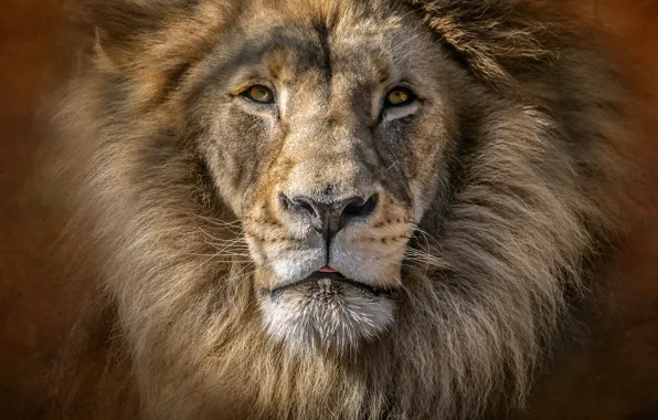 Портрет, хищник, лев, царь, грива