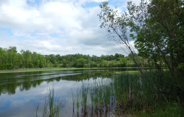 Картинка зелень, отражения, природа, озеро, green, Nature, trees, lake