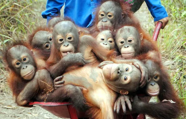 Картинка animals, fun, wildlife, potd, orang-utans
