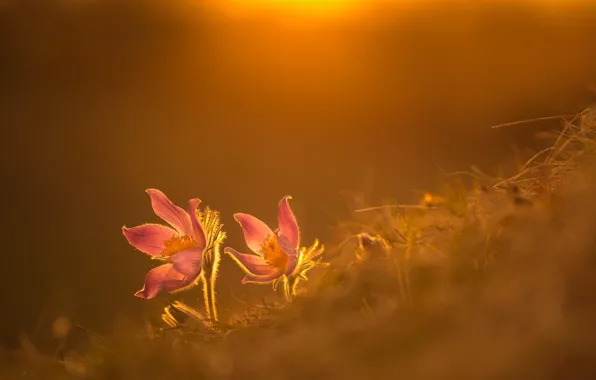 Картинка свет, цветы, природа