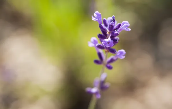 Картинка цветок, фиолетовый, лето, макро, свет, природа, сиреневый, растение