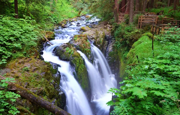 Картинка лес, деревья, река, водопад, поток, США, Washington, Olympic National Park