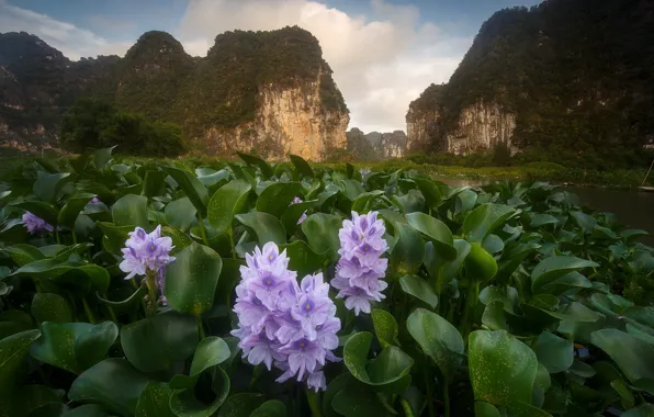 Картинка пейзаж, цветы, горы, природа, весна, Вьетнам, Андрей Базанов