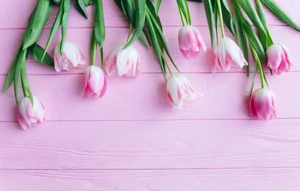 Картинка цветы, тюльпаны, розовые, fresh, wood, pink, flowers, beautiful