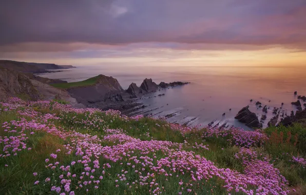 Картинка море, закат, цветы, скалы, побережье, Англия, Devon, England