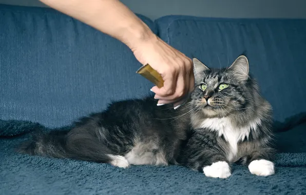 Кошка, кот, взгляд, поза, серый, диван, рука, лежит
