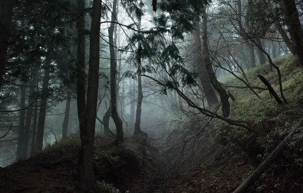 Картинка лес, деревья, природа, туман, Япония, Japan, тропинка, Kanagawa Prefecture