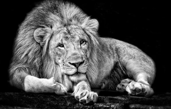 Картинка фон, лев, царь