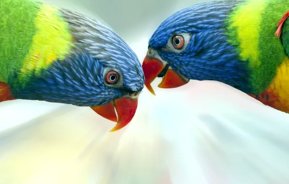 Птицы, попугаи, разноцветные