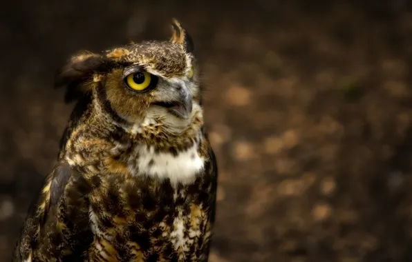 Сова, Great Horned Owl, ушастая