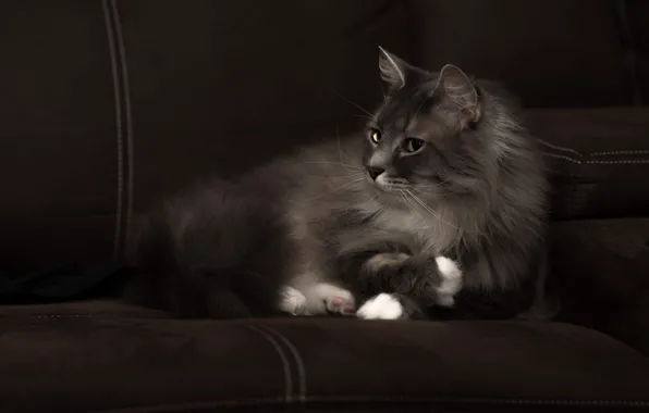 Кошка, кот, взгляд, морда, темный фон, серый, диван, пушистый