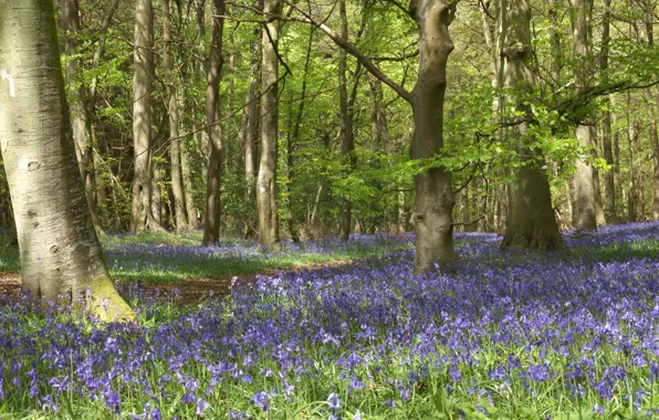 Картинка лес, лето, цветы, поляна