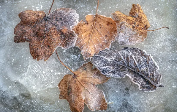 Картинка холод, листья, лёд