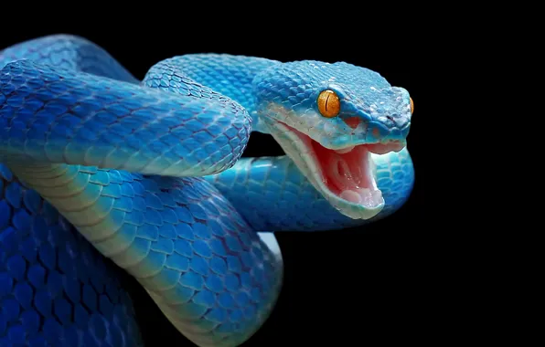 Картинка snake, skin, scary, snakes, reptile, scales, serpent, species