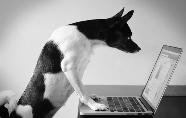 Компьютер, взгляд, собака, ноутбук