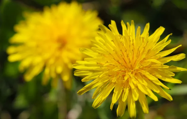 Flower, field, dandelion, yelow