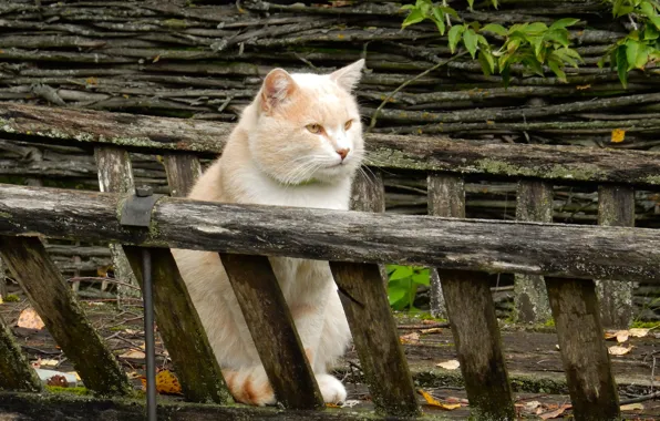 Осень, кошка, кот, настроение, widescreen, обои, забор, wallpaper