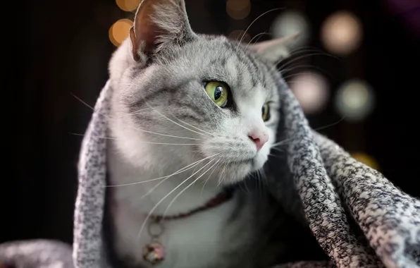 Кошка, кот, морда, темный фон, портрет, покрывало, ошейник, серая