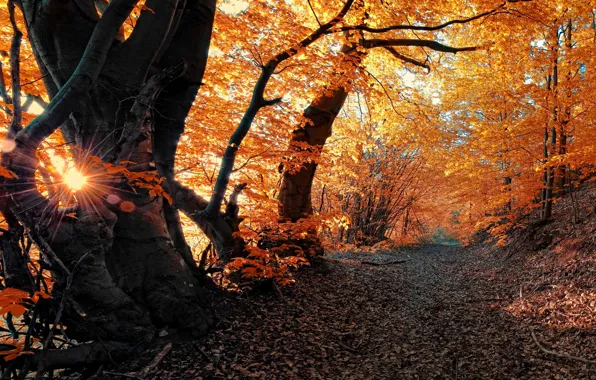 Картинка осень, лес, листья, лучи, деревья, природа, дорожка, forest