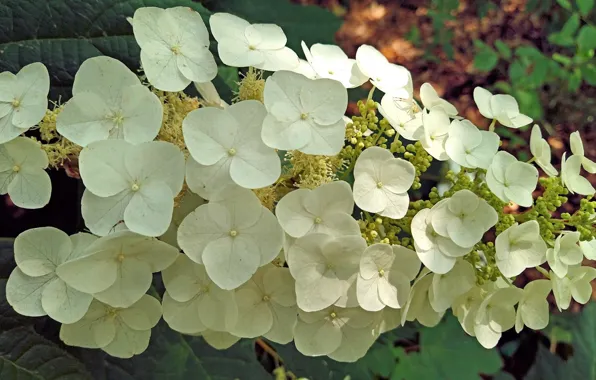 Nature, Spring, Fred Fletcher Park, Jim Perry