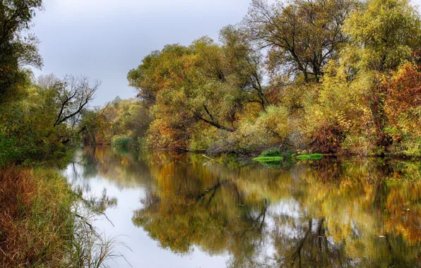Осень, река, плакучая ива