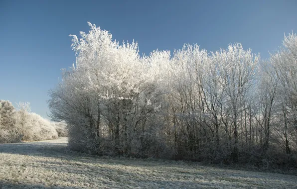 Картинка холод, зима, снег, деревья, Природа, мороз, дорожка, trees