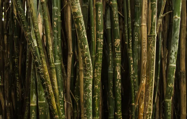 Green, trees, nature, texture, pattern, bamboo