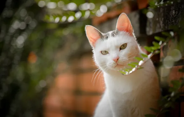 Картинка кошка, взгляд, боке, белая кошка